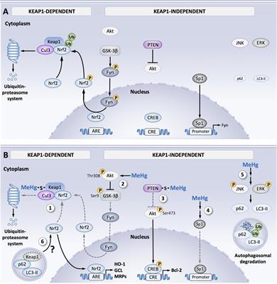 Molecular Pathways Associated With Methylmercury-Induced Nrf2 Modulation